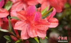 广西三江：杜鹃花开春意浓